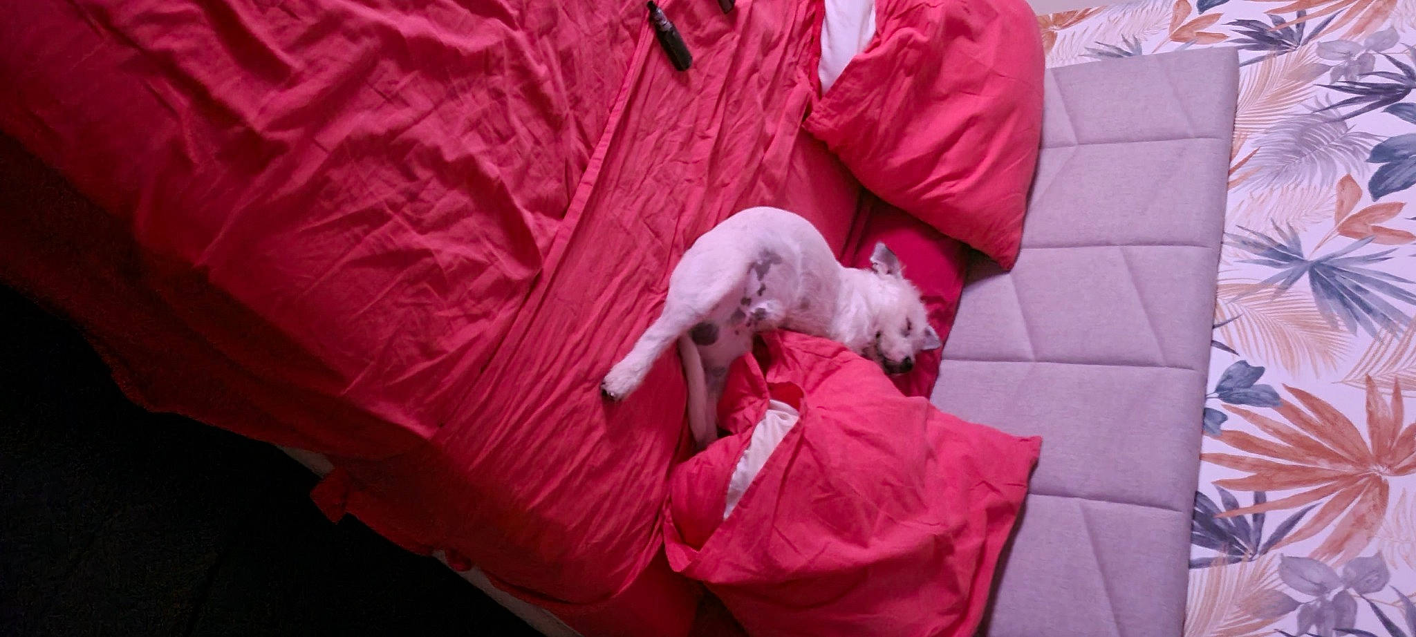 Tyson participe au concours pour gagner de l'argent avec cette photo : canidae, carnivore, comfort, companion_dog, dog_breed, event, fawn, felidae, fur, goats, linens, livestock, magenta, non_sporting_group, pink, puppy, sporting_group, tail, toy_dog, working_animal