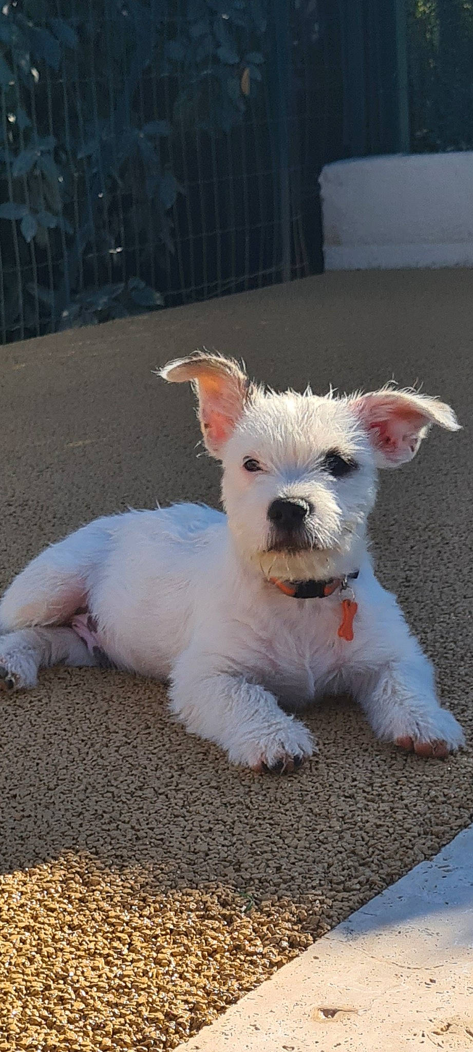 Tyson participe au concours pour gagner de l'argent avec cette photo : canidae, carnivore, collar, companion_dog, dog, dog_breed, dog_clothes, dog_collar, dog_supply, fawn, fur, non_sporting_group, small_terrier, snout, sporting_group, sunglasses, tail, terrier, toy_dog, working_animal