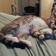 Silky joined the competition — help win amazing prizes! cat, sleeping, bed, indoor, feline, pet, relaxed, cute, fur, paws, tabby, domestic_animal, collar, resting, cozy, animal, whiskers, cute_pose, home, mammal