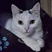 Yura participe au concours pour gagner de l'argent avec cette photo : cat, white_cat, animal, pet, feline, close_up, looking, yellow_eyes, whiskers, paws, resting, indoor, cute, fur, portrait, curious, domestic_animal, mammal, cozy, dark_background