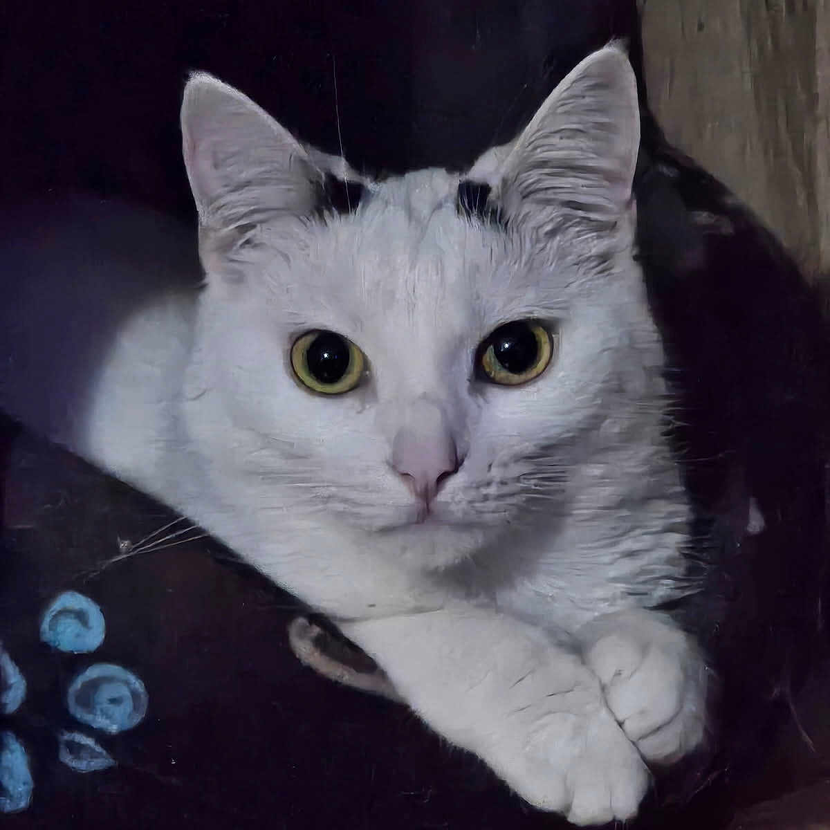 Yura participe au concours pour gagner de l'argent avec cette photo : animal, cat, close_up, cozy, curious, cute, dark_background, domestic_animal, feline, fur, indoor, looking, mammal, paws, pet, portrait, resting, whiskers, white_cat, yellow_eyes