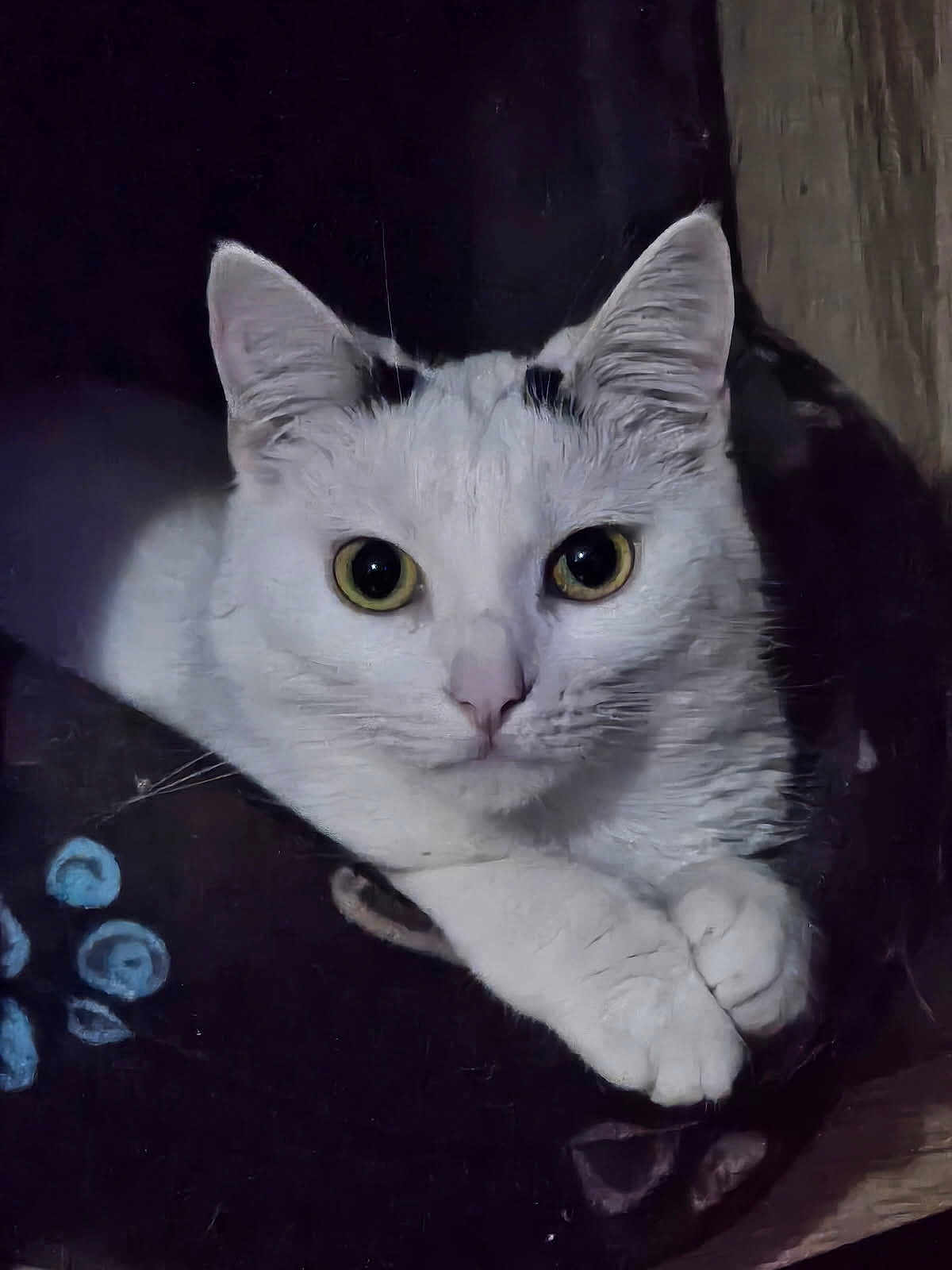 Yura participe au concours pour gagner de l'argent avec cette photo : cat, white_cat, animal, pet, feline, close_up, looking, yellow_eyes, whiskers, paws, resting, indoor, cute, fur, portrait, curious, domestic_animal, mammal, cozy, dark_background