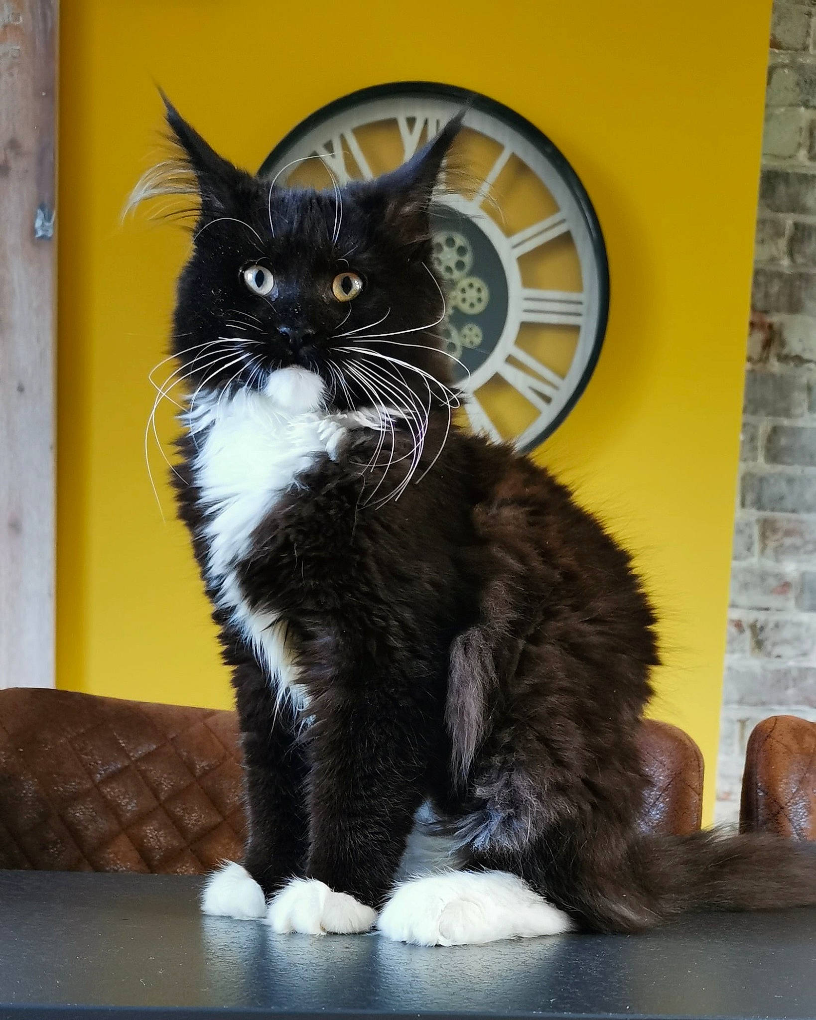 Snowy a rejoint le concours — aidez-le/la à gagner de superbes lots ! black_cat, brick, brickwork, carnivore, cat, claw, domestic_short_haired_cat, felidae, foot, fur, paw, sitting, small_to_medium_sized_cats, snout, tail, terrestrial_animal, whiskers, window