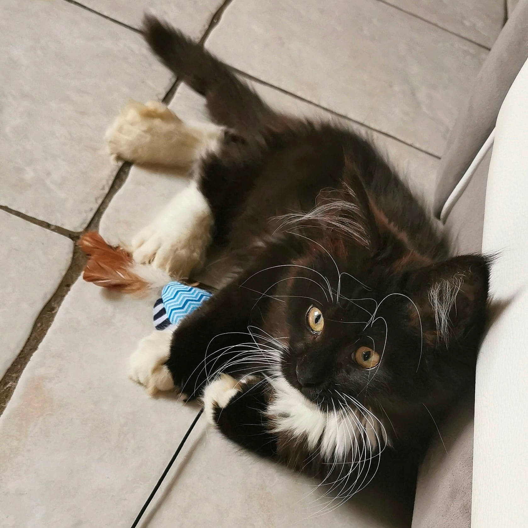 Snowy participe au concours pour gagner de l'argent avec cette photo : black_cat, carnivore, cat, claw, comfort, domestic_short_haired_cat, felidae, flooring, foot, fur, paw, plant, shadow, small_to_medium_sized_cats, tail, terrestrial_animal, whiskers, window, wood