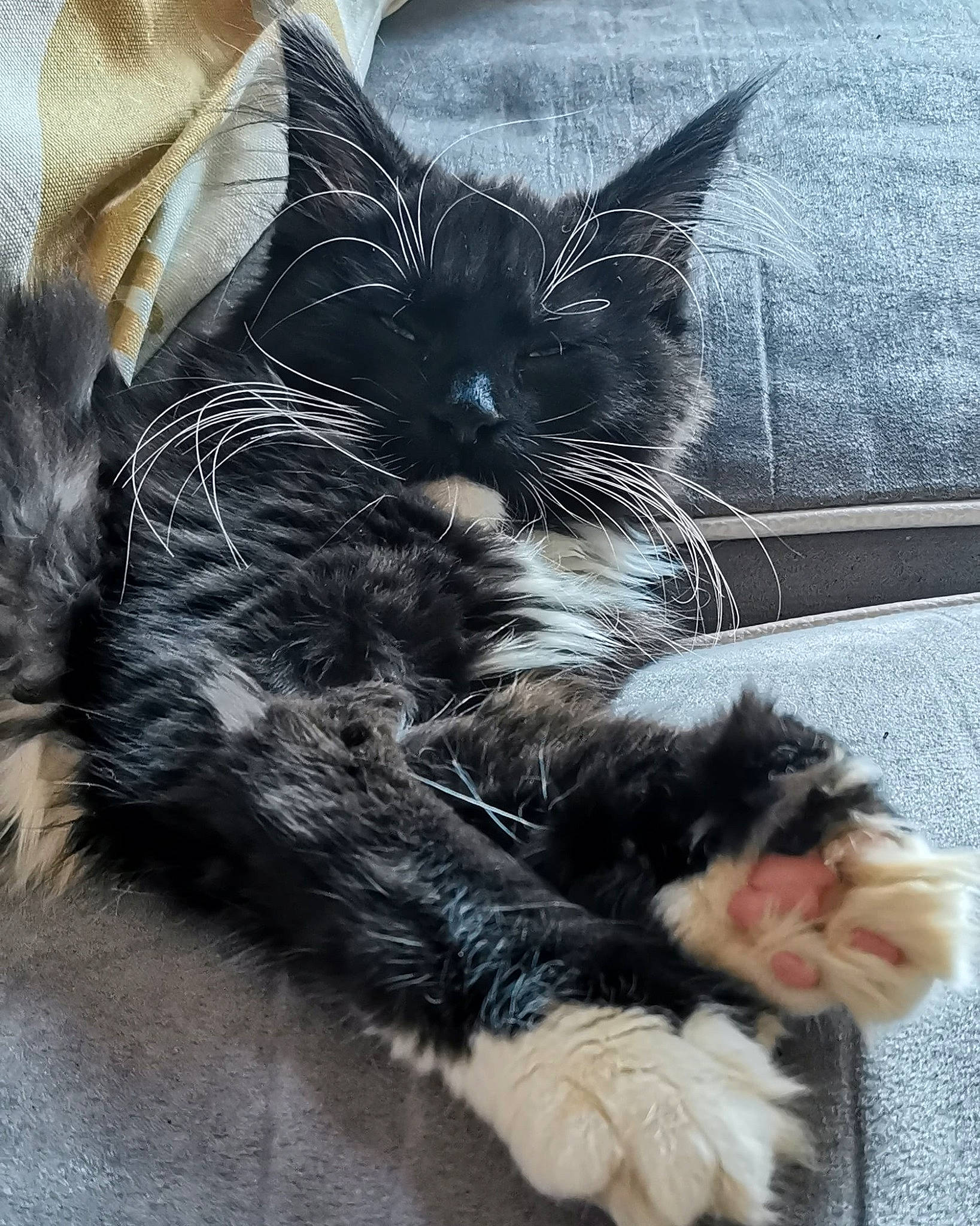 Snowy participe au concours pour gagner de l'argent avec cette photo : black_cat, carnivore, cat, claw, comfort, domestic_short_haired_cat, ear, felidae, foot, fur, grey, leg, nap, paw, sitting, sleep, small_to_medium_sized_cats, snout, tail, whiskers