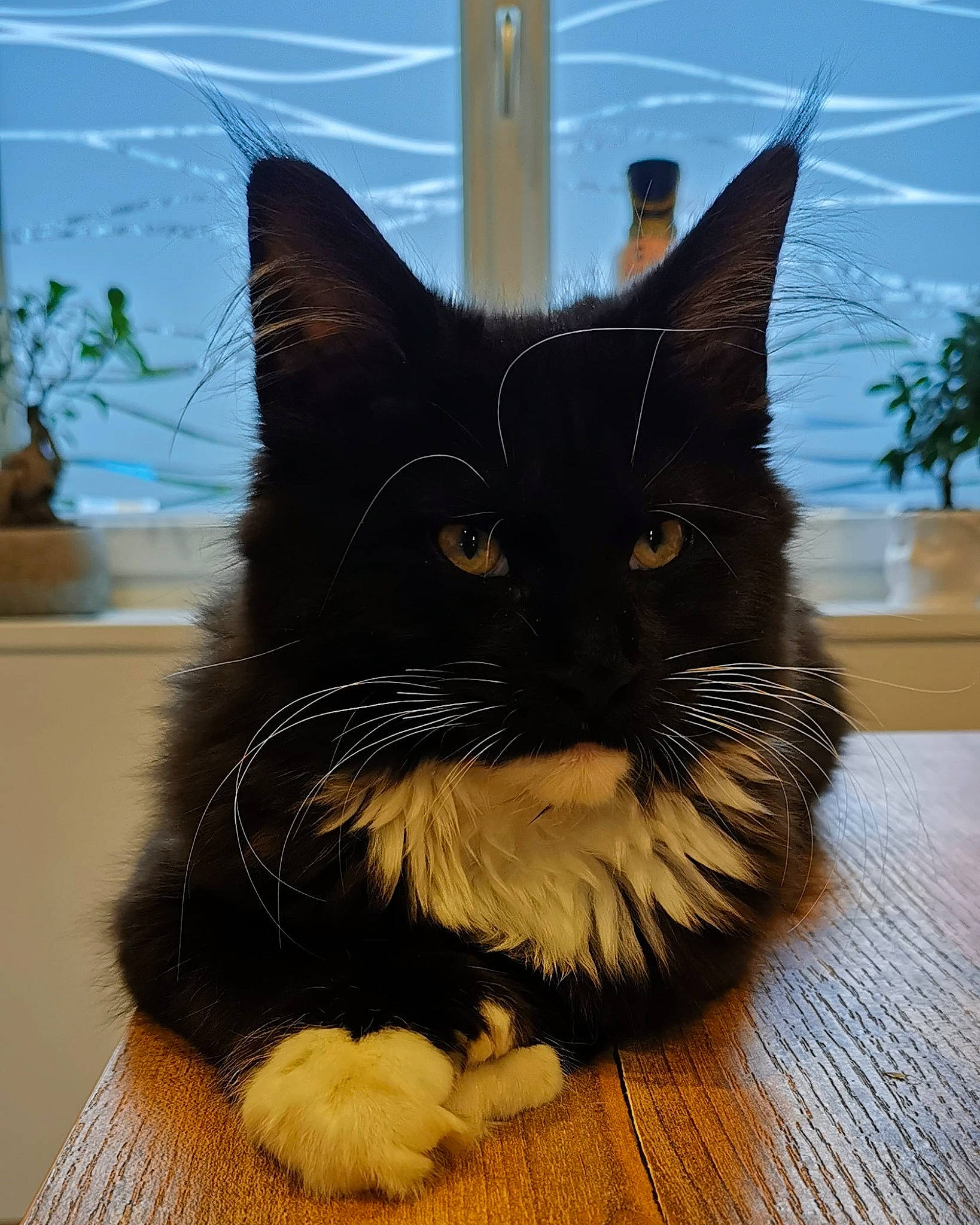 Snowy participe au concours pour gagner de l'argent avec cette photo : black_cat, carnivore, cat, claw, comfort, domestic_short_haired_cat, eye, fawn, felidae, flooring, flowerpot, foot, houseplant, paw, plant, small_to_medium_sized_cats, snout, tail, whiskers, window