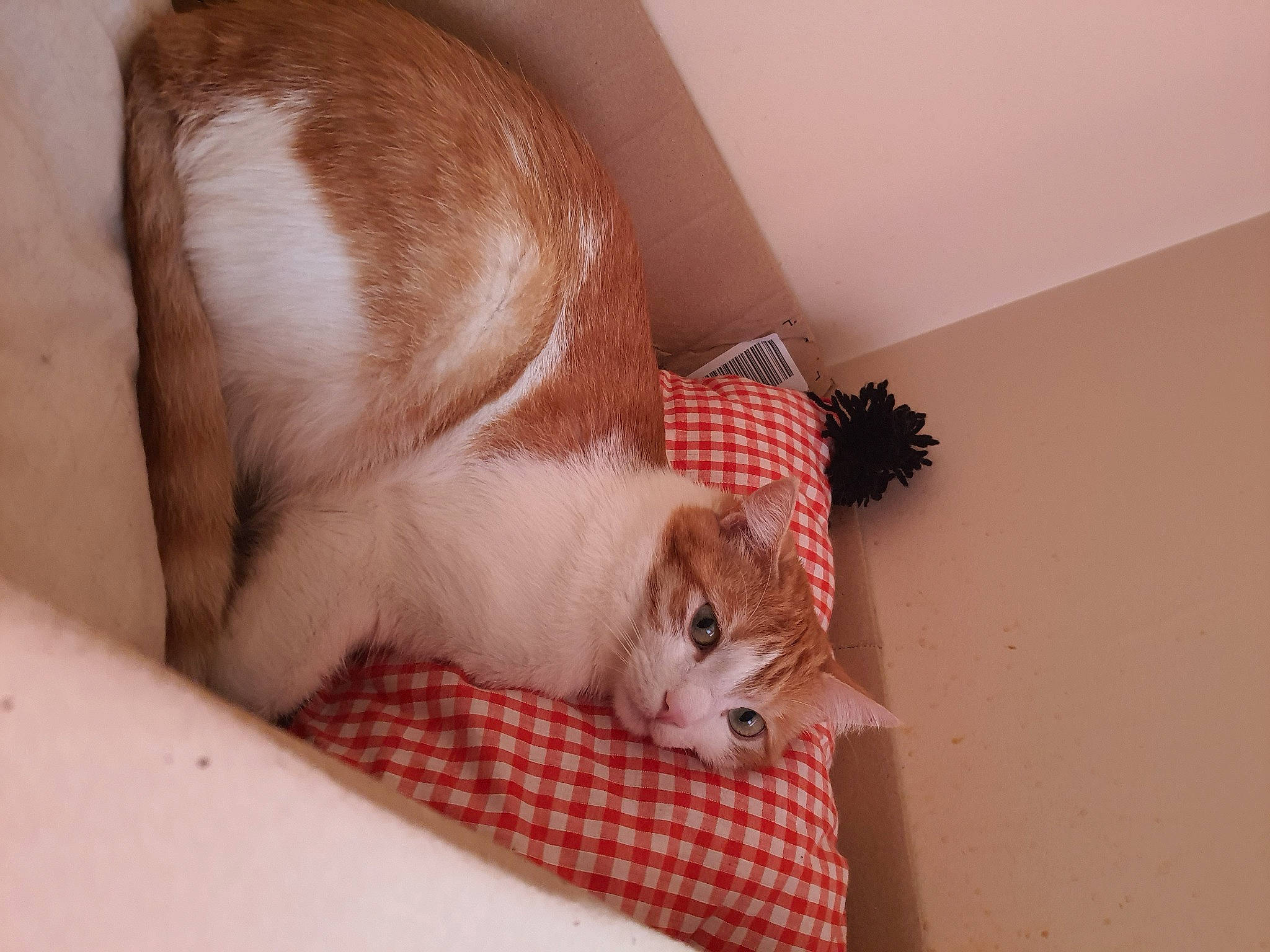 Choubaca participe au concours pour gagner de l'argent avec cette photo : carnivore, cat, comfort, domestic_short_haired_cat, fawn, felidae, flooring, foot, fur, hardwood, houseplant, human_leg, mammal, nap, paw, room, small_to_medium_sized_cats, tail, whiskers, wood