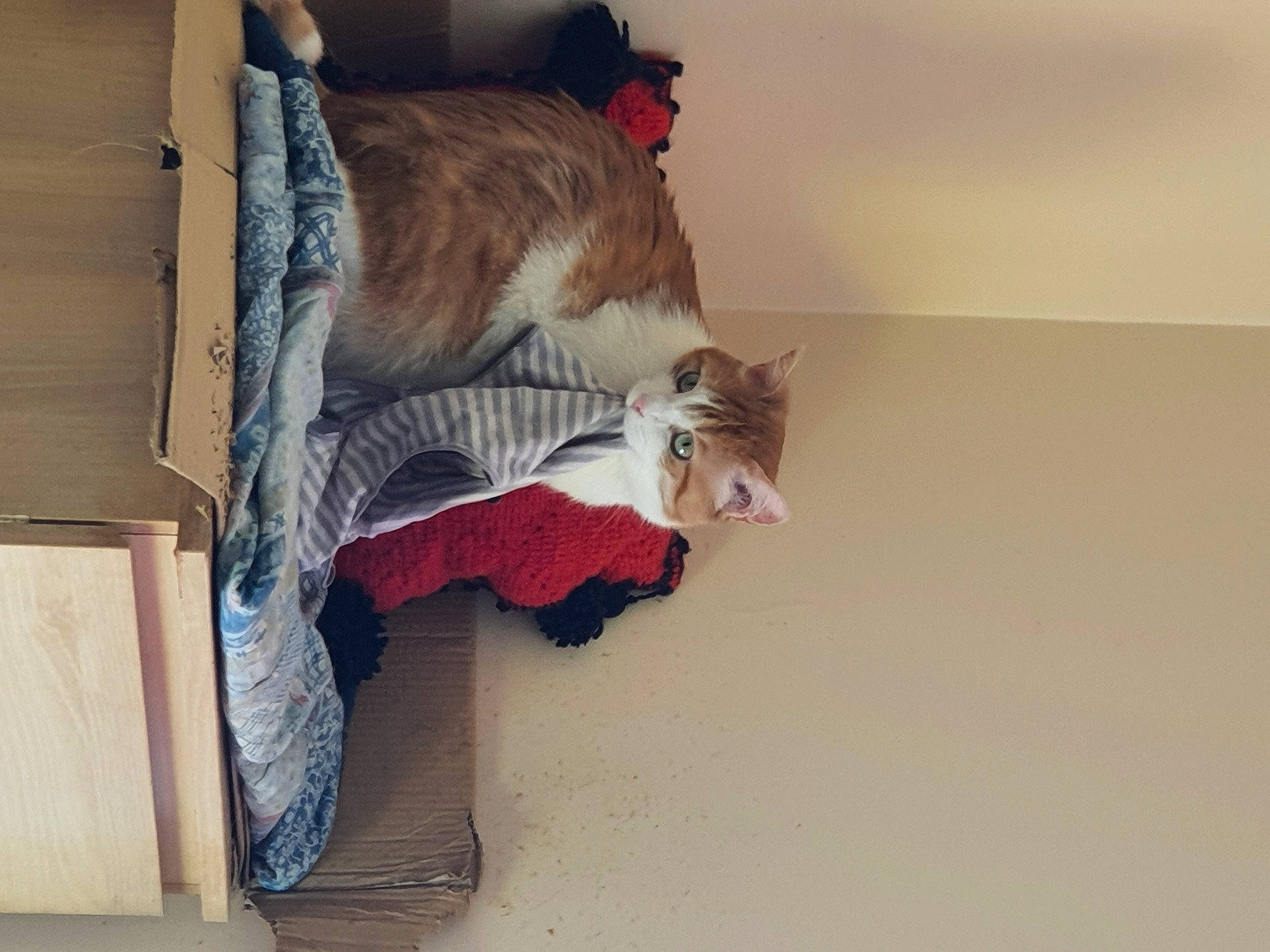 Choubaca a rejoint le concours — aidez-le/la à gagner de superbes lots ! canidae, carnivore, cat, collar, comfort, companion_dog, dog_breed, domestic_short_haired_cat, fawn, felidae, flooring, fur, hardwood, natural_material, room, small_to_medium_sized_cats, sporting_group, tail, whiskers, wood