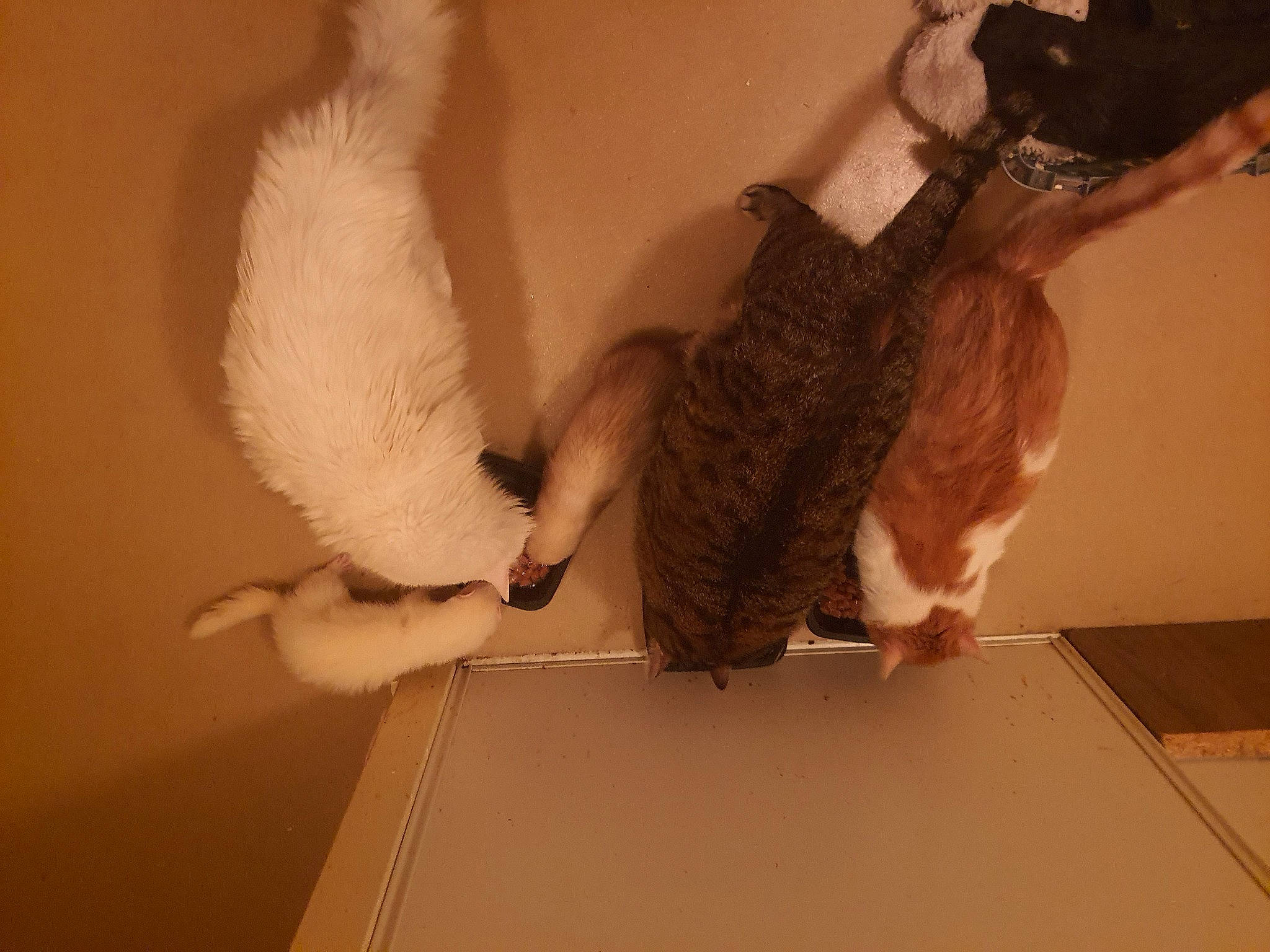 Cookie participe au concours pour gagner de l'argent avec cette photo : beak, bird, canidae, carnivore, cat, claw, fawn, feather, felidae, flooring, foot, fur, hardwood, human_leg, small_to_medium_sized_cats, sporting_group, tail, whiskers, wing, wood