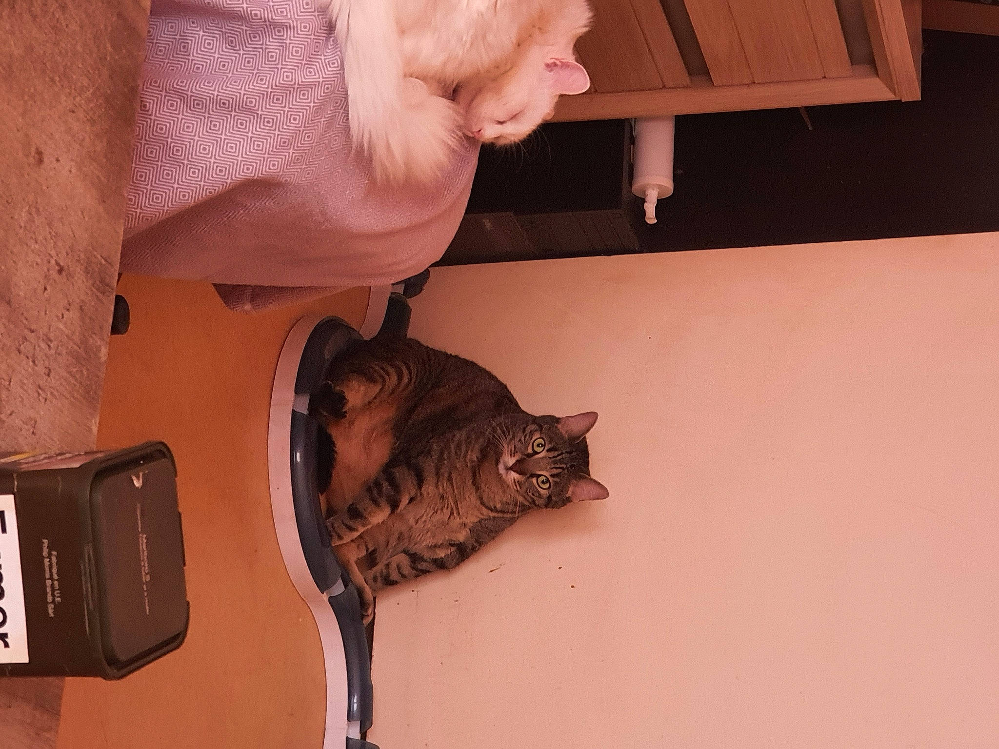 Cookie a rejoint le concours — aidez-le/la à gagner de superbes lots ! canidae, carnivore, cat, claw, domestic_short_haired_cat, ear, fawn, felidae, flooring, fur, gesture, hardwood, houseplant, room, small_to_medium_sized_cats, snout, tail, whiskers, wood, wood_flooring