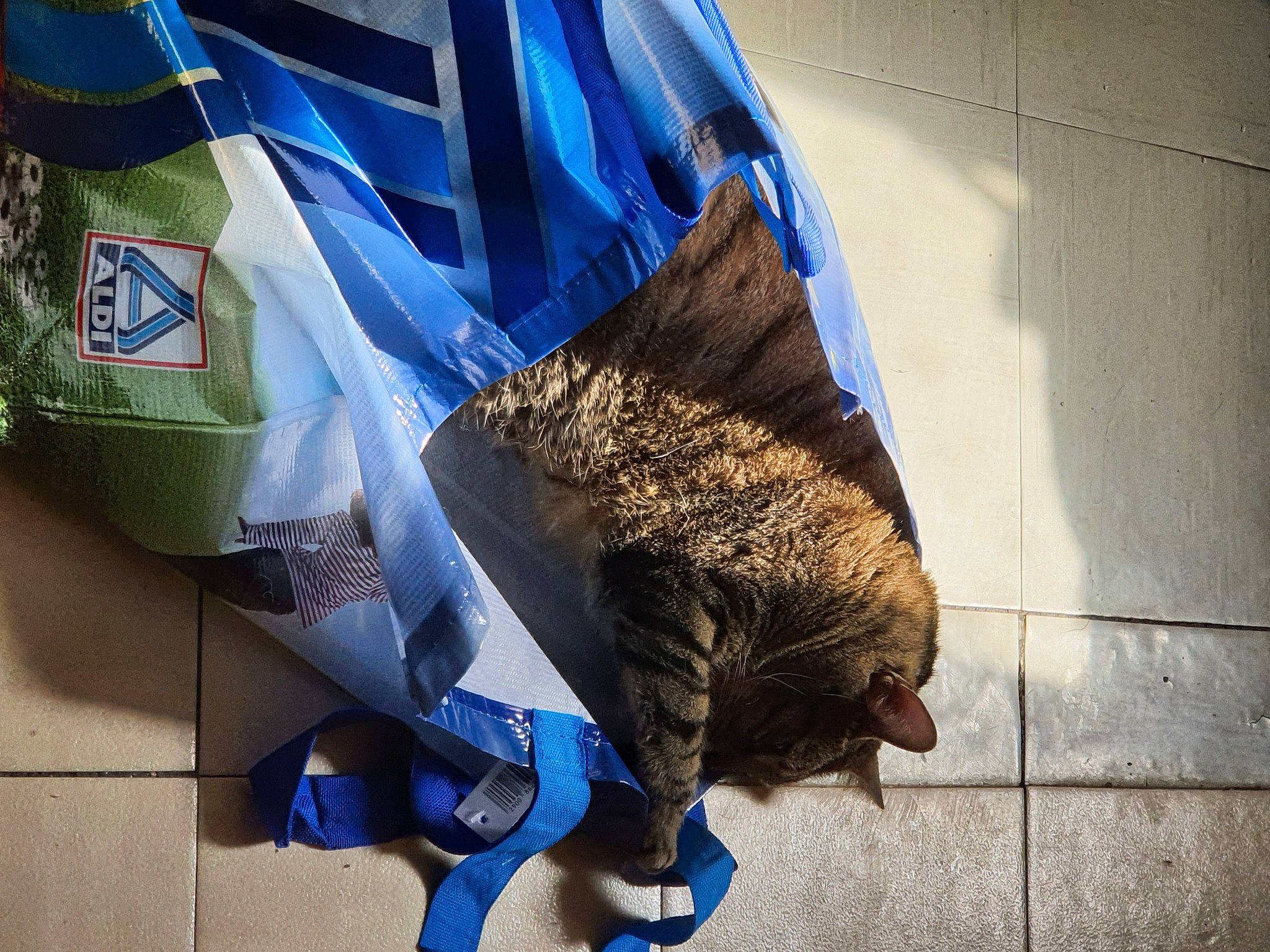 Cookie a rejoint le concours — aidez-le/la à gagner de superbes lots ! canidae, claw, dog_breed, electric_blue, fashion_accessory, feather, felidae, flooring, fur, grass, shadow, small_to_medium_sized_cats, soil, sporting_group, tail, whiskers, wing, wood