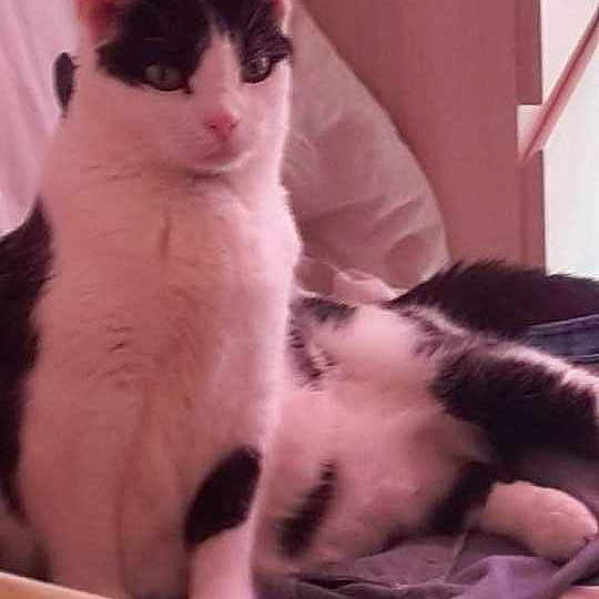 Poussy