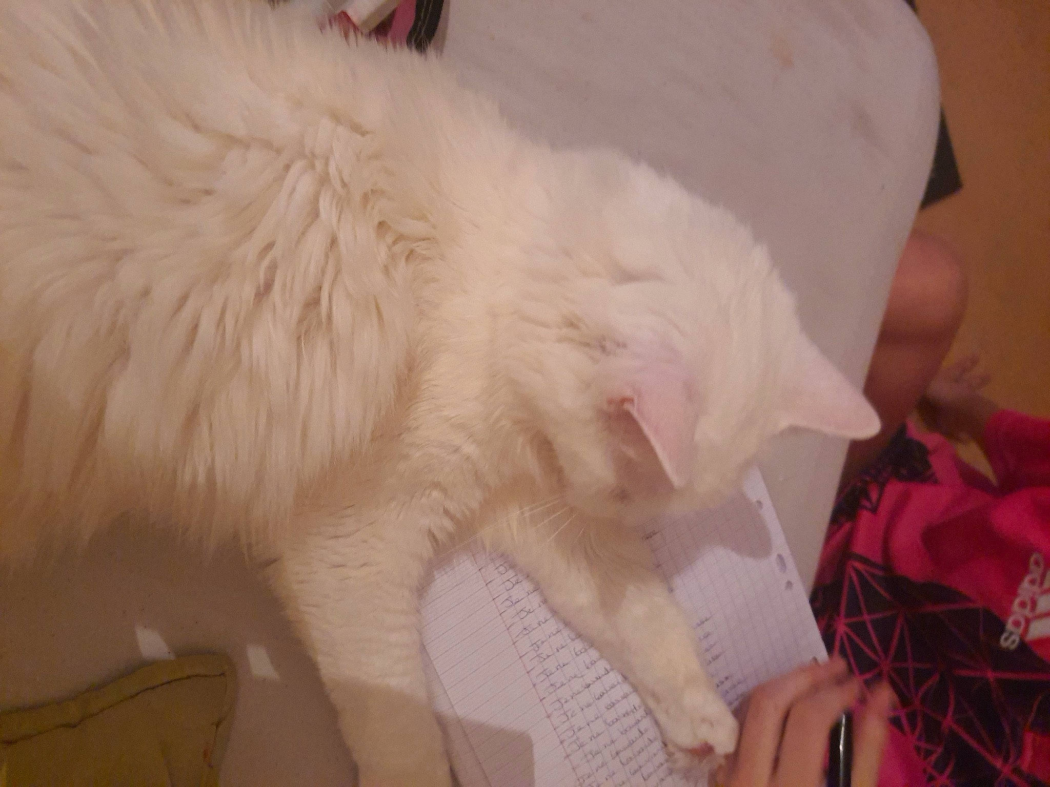 Gribouille participe au concours pour gagner de l'argent avec cette photo : carnivore, cat, claw, comfort, fawn, felidae, fur, nap, paw, samoyed, sleep, small_to_medium_sized_cats, snout, tail, whiskers