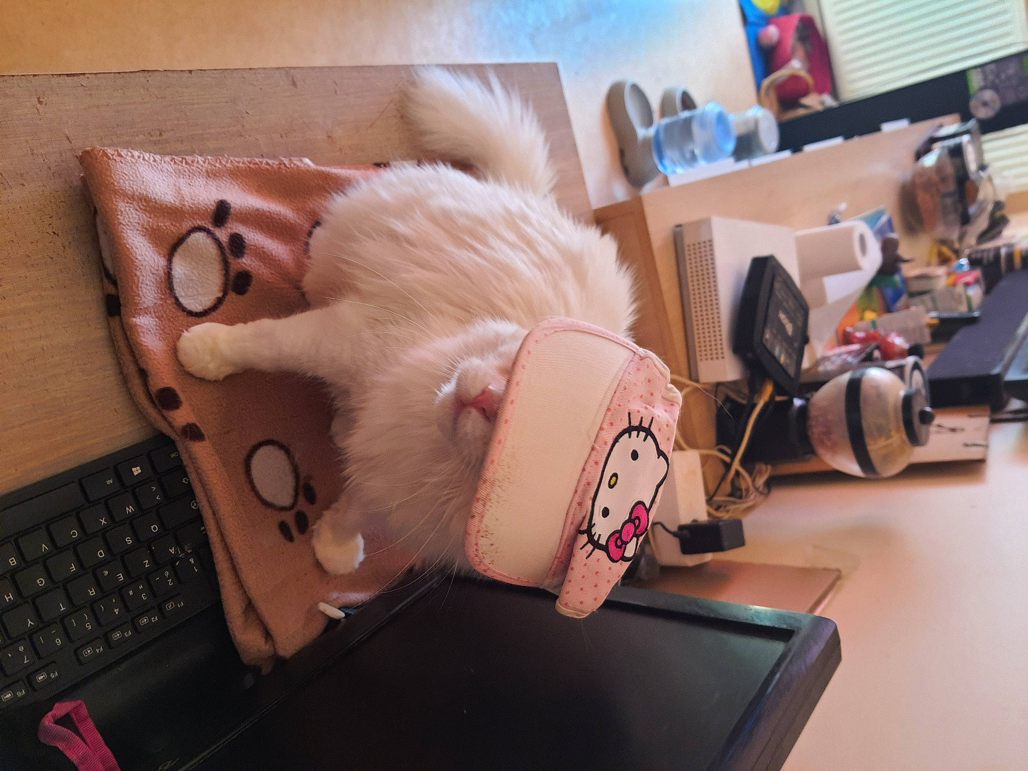 Gribouille a rejoint le concours — aidez-le/la à gagner de superbes lots ! audio_equipment, computer, desk, ear, electronic_device, eyelash, eyewear, fashion_accessory, fur, gadget, glasses, helmet, input_device, machine, office_equipment, plush, selfie, stuffed_toy, table, toy