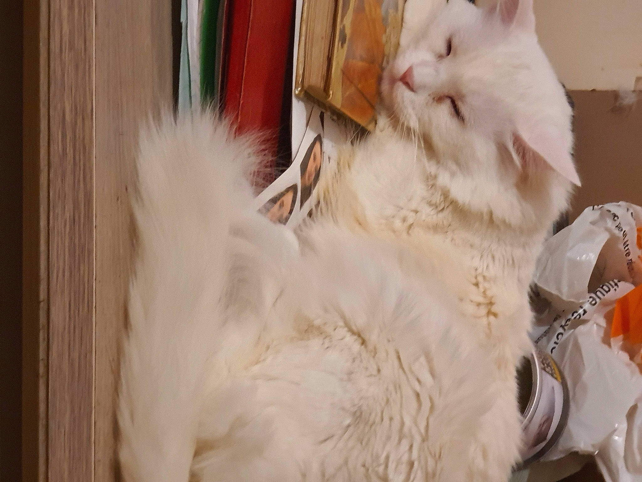 Gribouille a rejoint le concours — aidez-le/la à gagner de superbes lots ! carnivore, cat, companion_dog, dog_breed, fawn, felidae, fur, natural_material, ragdoll, small_to_medium_sized_cats, tail, whiskers, wood