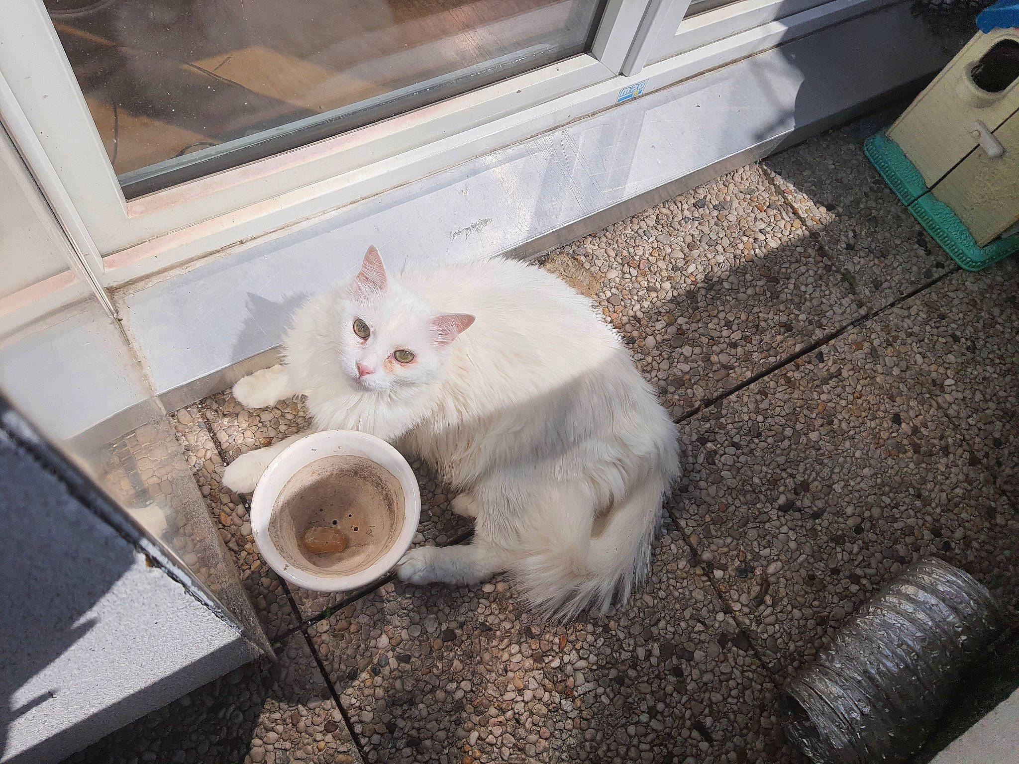 Gribouille a rejoint le concours — aidez-le/la à gagner de superbes lots ! asphalt, automotive_tire, carnivore, cat, domestic_short_haired_cat, fawn, felidae, floor, flooring, fur, gas, grey, hardwood, paw, road_surface, sidewalk, small_to_medium_sized_cats, tail, whiskers, wood