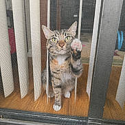 Boba joined the competition — help win amazing prizes! cat, close_up, curiosity, domestic_cat, ears, feline, green_eyes, indoor, mesh, paws, pet, pink_paw, raised_paw, screen, sliding_door, tabby_cat, vertical_blinds, whiskers, window_screen, wood_floor