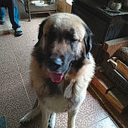 Thanaos a rejoint le concours — aidez-le/la à gagner de superbes lots ! animal, background, bird, birdcage, cage, cozy, dog, floor, fluffy, furniture, home, indoor, large_dog, person, pet, slippers, tile, tongue_out, walking, window