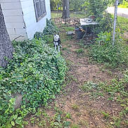 Tuffylee is registered to the contest to win money with this photo: dog, backyard, plants, tree, house, window, dirt, grass, fence, pot, bowl, table, outdoor, nature, greenery, daylight, pet, curious, rustic, yard