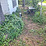 dog, backyard, plants, tree, house, window, dirt, grass, fence, pot, bowl, table, outdoor, nature, greenery, daylight, pet, curious, rustic, yard