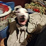 Tuffylee is registered to the contest to win money with this photo: dog, blur, indoor, blanket, laundry, pile, black_and_white, pet, animal, excited, mouth_open, collar, fabric, home, messy, furniture, soft, comfort, domestic, resting