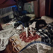 Tuffylee joined the competition — help win amazing prizes! bed, black_and_white, blanket, cap, casual, cozy, dog, fabric, furniture, indoor, mirror, pattern, pet, pillow, reflection, relaxation, resting, room, sleeping, wood