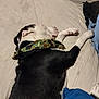 Tuffylee joined the competition — help win amazing prizes! bed, black_and_white, blanket, camouflage, canine, collar, comfort, dog, dorm_room, fur, furniture, home, indoor, napping, paw, pet, quiet, relaxing, resting, sleeping