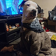 Tuffylee is registered to the contest to win money with this photo: dog, indoor, jacket, bandana, television, furniture, carpet, toy, blanket, sitting, pet, living_room, speaker, table, cozy, brown, white, black, household, casual