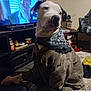 dog, indoor, jacket, bandana, television, furniture, carpet, toy, blanket, sitting, pet, living_room, speaker, table, cozy, brown, white, black, household, casual
