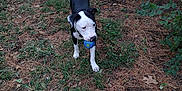 Tuffylee joined the competition — help win amazing prizes! animal, ball, black_and_white, bush, canine, car, daylight, dog, fence, grass, ground, leaf, nature, outdoor, pet, pine_needles, playful, toy, tree, yard