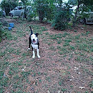 Tuffylee is registered to the contest to win money with this photo: backyard, black_and_white, canine, car, collar, daytime, dog, fence, grass, happy, leaf, nature, outdoor, pet, pine_needles, playful, smiling, standing, trees, yard