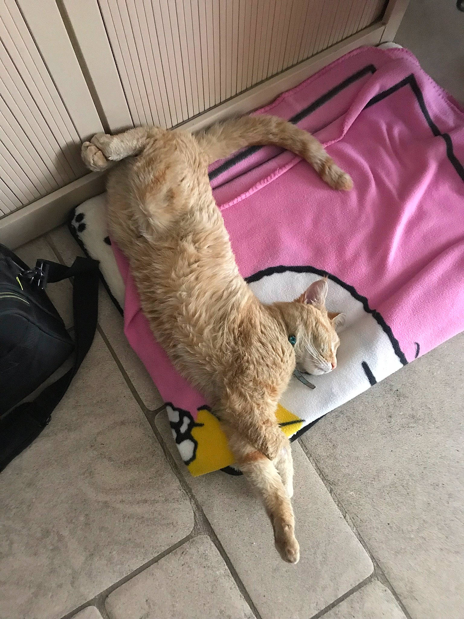 Poupouce a rejoint le concours — aidez-le/la à gagner de superbes lots ! carnivore, cat, european_shorthair, fawn, felidae, fur, leg, small_to_medium_sized_cats, tail