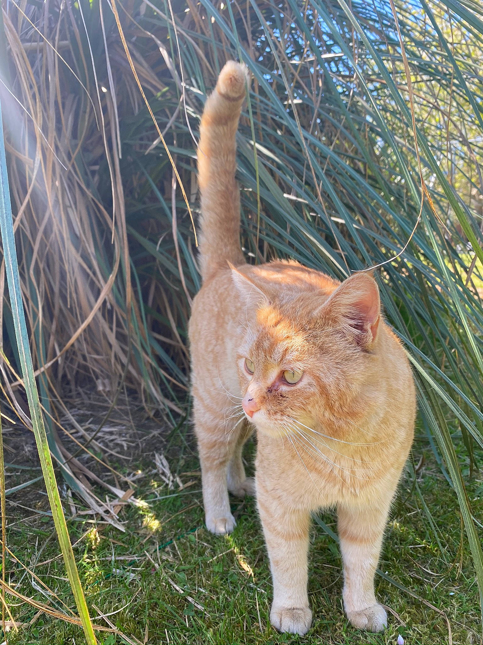 Poupouce participe au concours pour gagner de l'argent avec cette photo : aegean_cat, british_shorthair, carnivore, cat, domestic_short_haired_cat, european_shorthair, fawn, felidae, fur, german_rex, grass, mammal, small_to_medium_sized_cats, tabby_cat, tail, whiskers