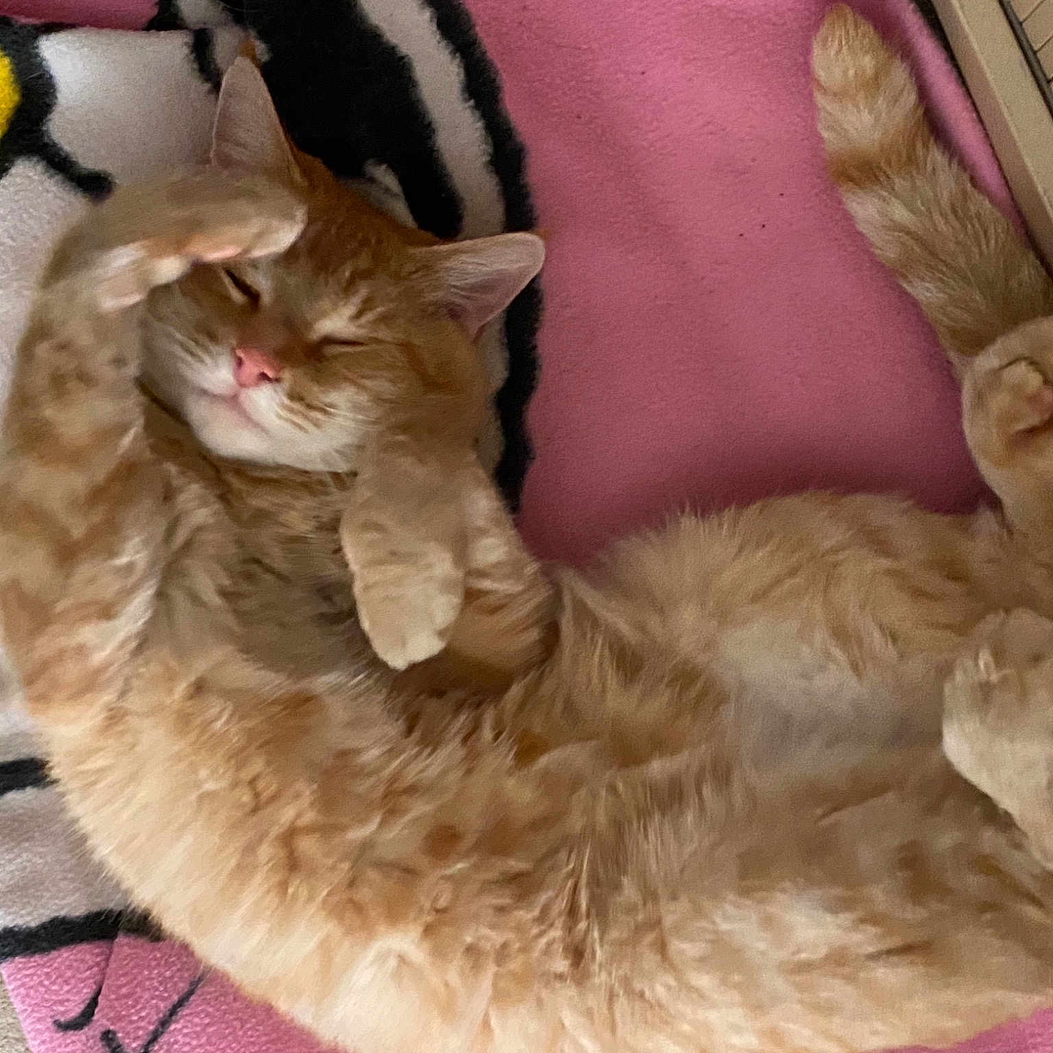 Poupouce