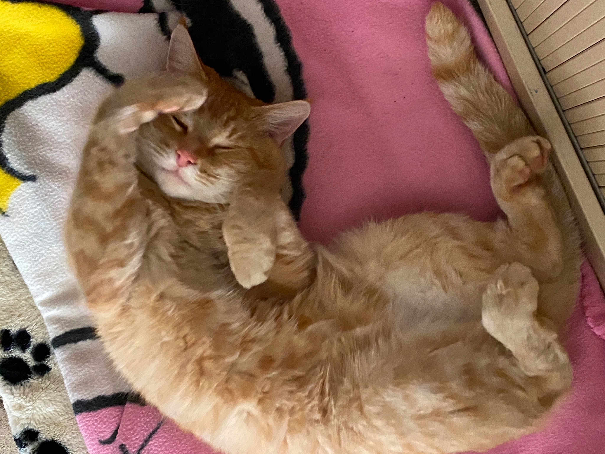 Poupouce