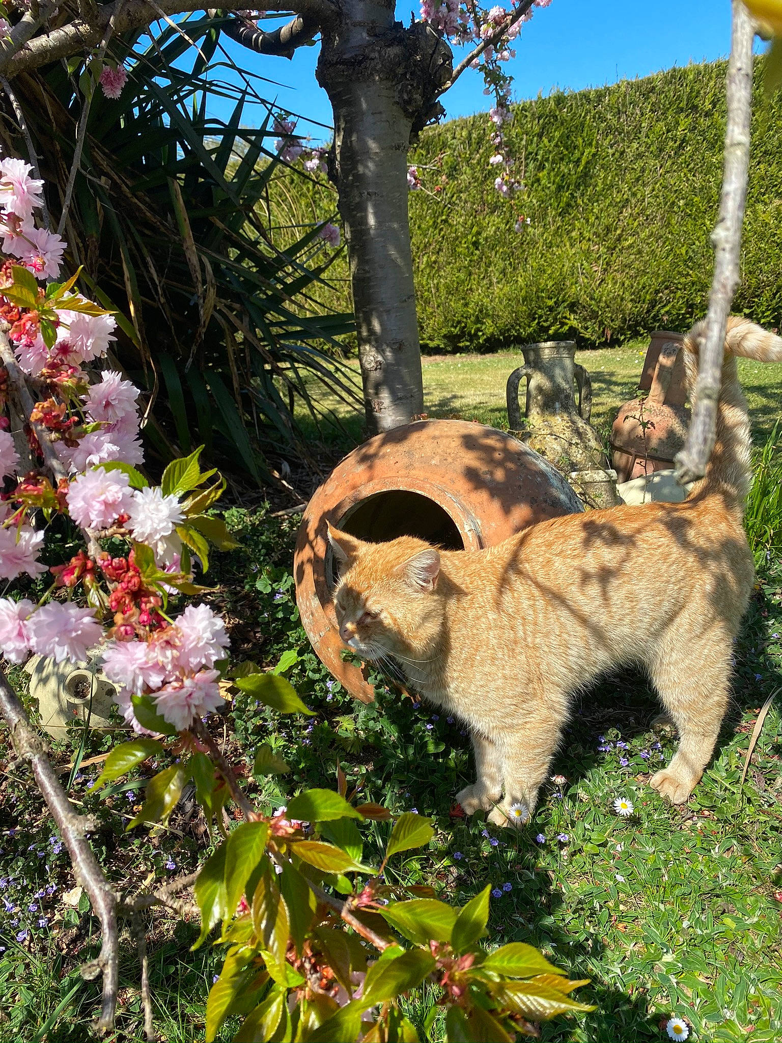 Poupouce a rejoint le concours — aidez-le/la à gagner de superbes lots ! canidae, carnivore, cat, dog, fawn, felidae, flower, mammal, plant, small_to_medium_sized_cats, spring, tabby_cat, tail, tree, wildlife, wolfdog