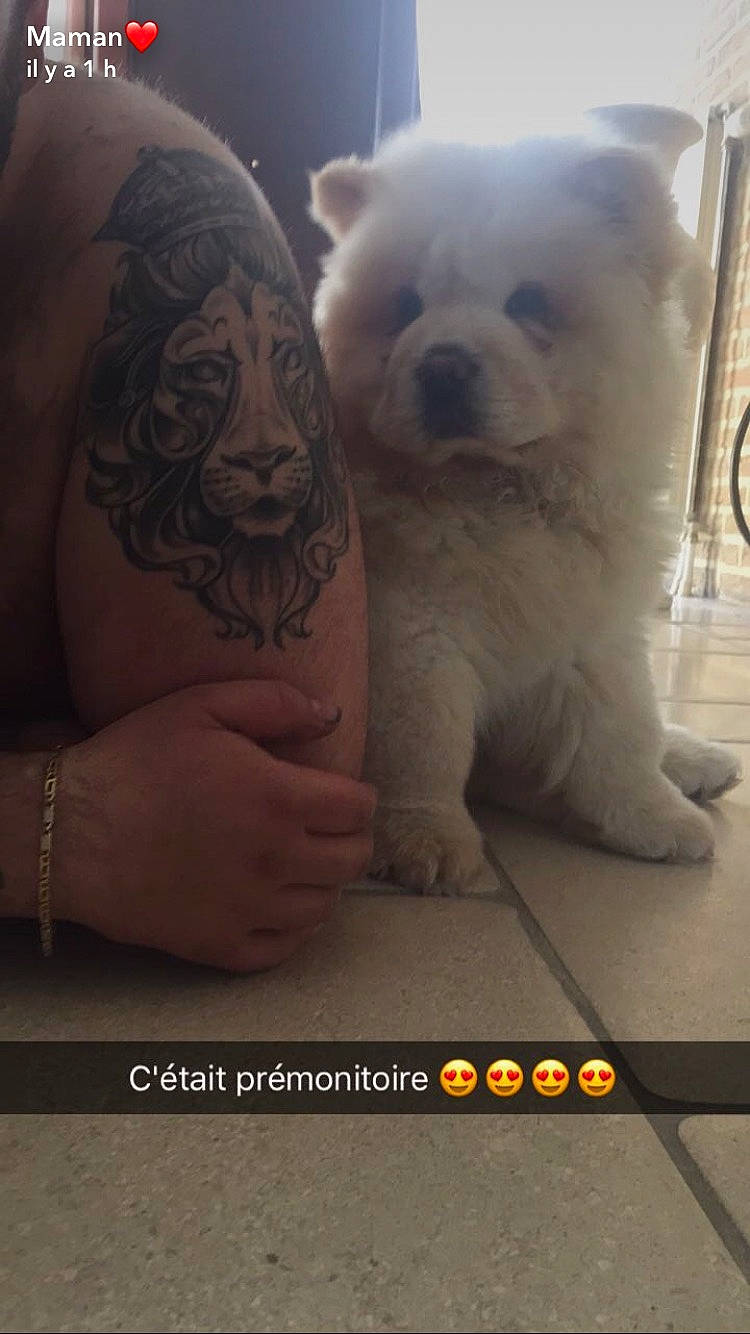 Simba participe au concours pour gagner de l'argent avec cette photo : ancient_dog_breeds, canidae, carnivore, chow_chow, companion_dog, dog, dog_breed, fawn, mammal, non_sporting_group, nose, pomeranian, puppy, puppy_love, rare_breed_dog, skin, snout, sporting_group, toy_dog