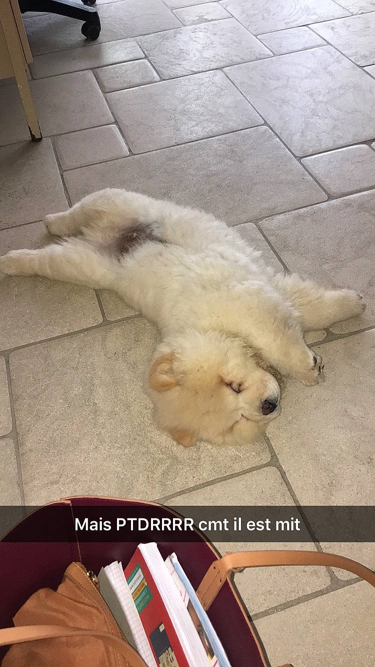 Simba participe au concours pour gagner de l'argent avec cette photo : canidae, carnivore, companion_dog, dog, dog_breed, fur, kintamani, non_sporting_group, photo_caption, puppy, retriever, samoyed, tail