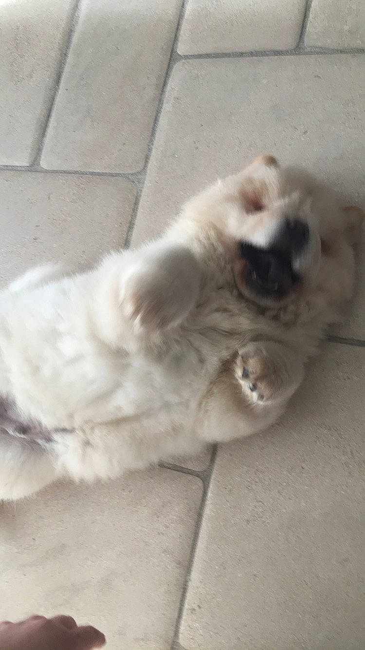 Simba participe au concours pour gagner de l'argent avec cette photo : canidae, carnivore, chow_chow, dog, dog_breed, fawn, non_sporting_group, nose, retriever, sporting_group