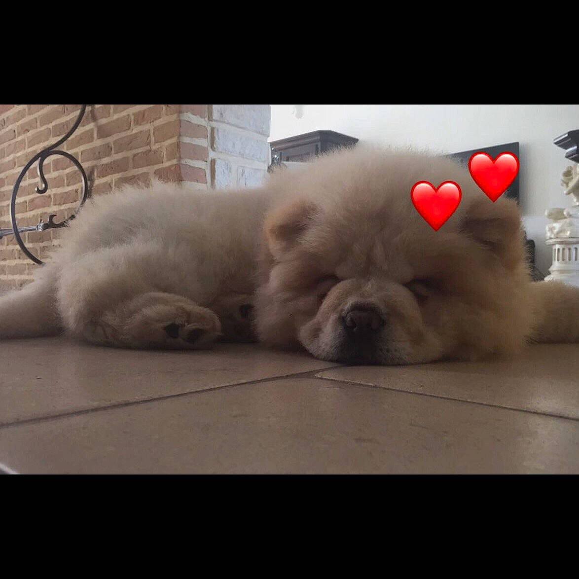 Simba a rejoint le concours — aidez-le/la à gagner de superbes lots ! canidae, carnivore, chow_chow, companion_dog, dog, dog_breed, fawn, fur, mammal, mouth, nap, non_sporting_group, nose, photo_caption, pomeranian, puppy, puppy_love, snout, sporting_group, vertebrate