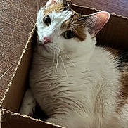 Bailee Rae is registered to the contest to win money with this photo: cat, feline, pet, cardboard_box, indoor, fur, whiskers, ears, floor, curious, close_up, domestic_animal, relaxed, animal, mammal, cute, looking, portrait, box, resting