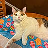 cat, calico_cat, table, tablecloth, easter_eggs, easter_chick, indoor, wooden_chair, furniture, pet, animal, looking_at_camera, relaxed, fur, whiskers, pink_nose, yellow_eyes, domestic_cat, colorful, cozy