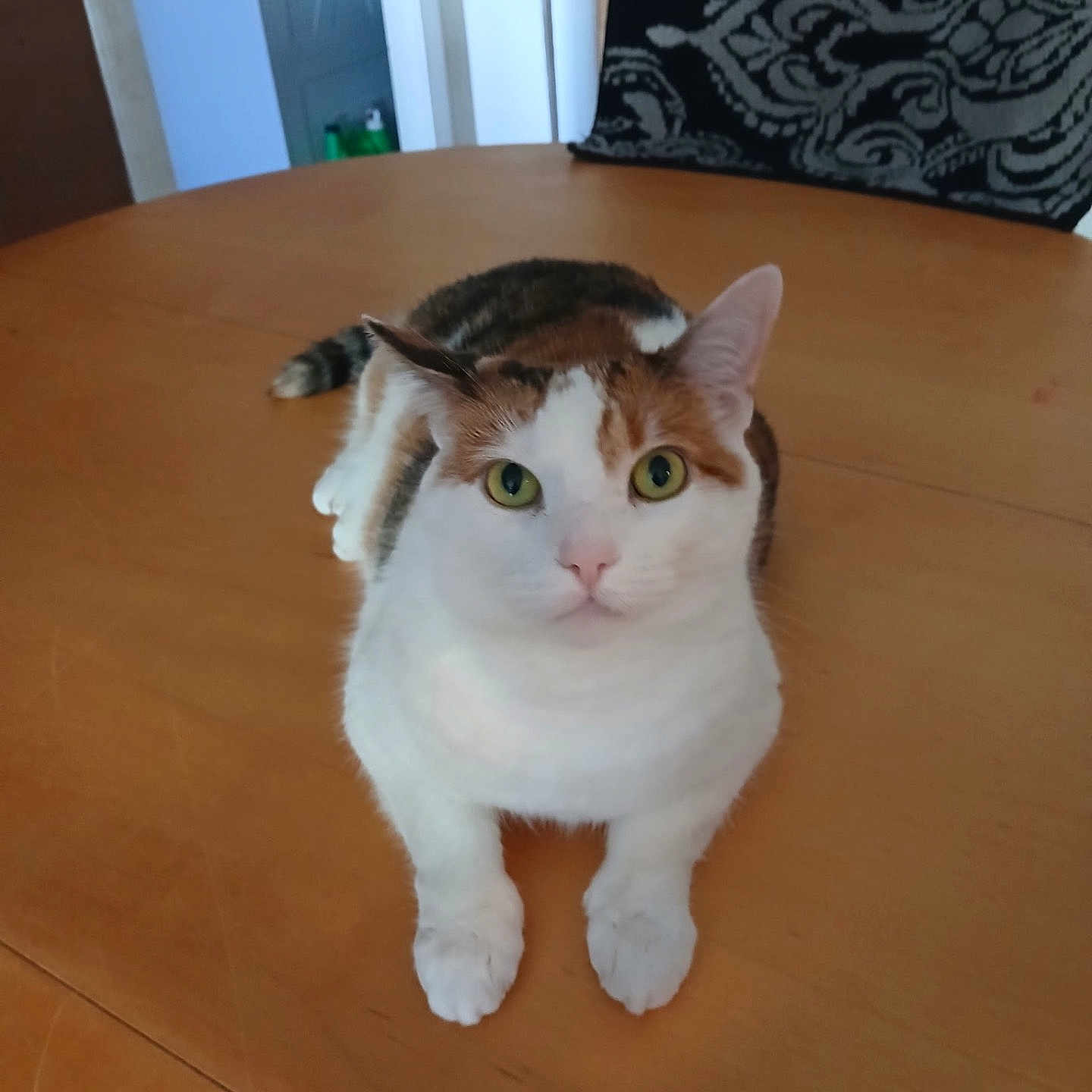 Bailee Rae is registered to the contest to win money with this photo: cat, calico_cat, pet, indoor, table, wooden_table, feline, green_eyes, looking_at_camera, resting, animal, domestic_animal, chair, patterned_fabric, home_interior, floor, quiet, curious, cute, calm