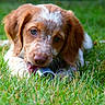 puppy, dog, grass, outdoor, animal, cute, pet, chewing, brown_fur, white_fur, close_up, nature, young_dog, playful, adorable, muzzle, ears, whiskers, green, daylight