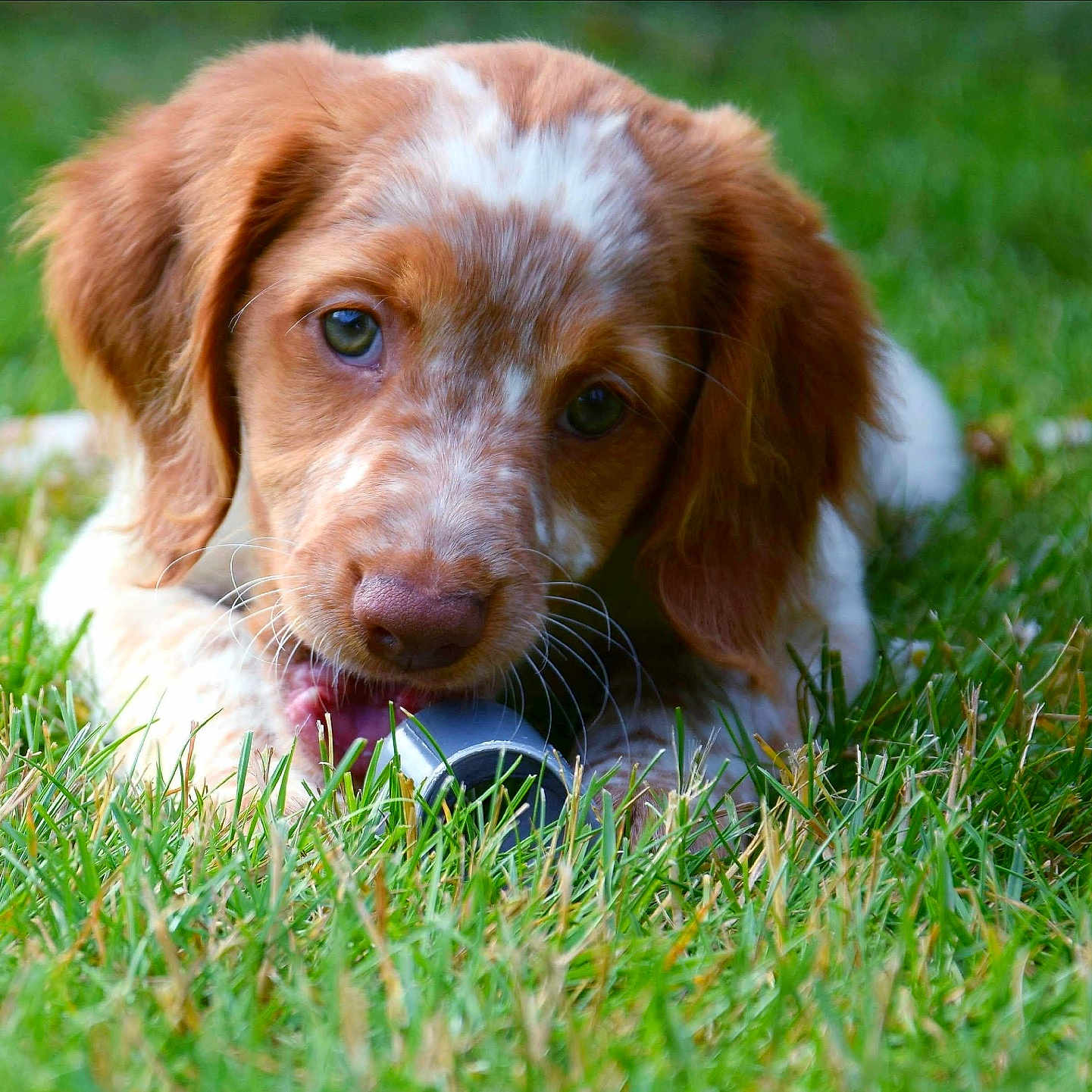 Nala participe au concours pour gagner de l'argent avec cette photo : puppy, dog, grass, outdoor, animal, cute, pet, chewing, brown_fur, white_fur, close_up, nature, young_dog, playful, adorable, muzzle, ears, whiskers, green, daylight