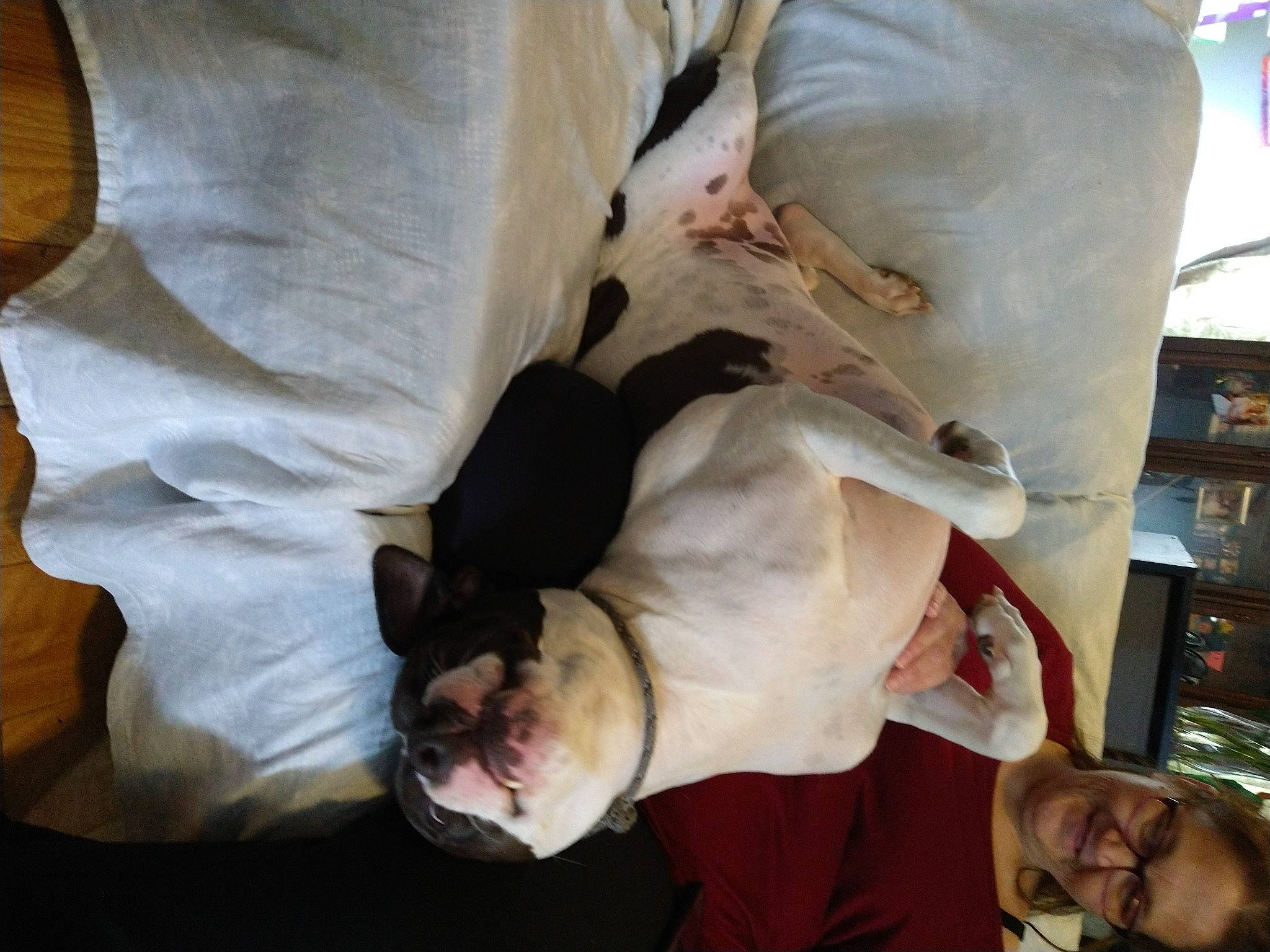 Allister is registered to the contest to win money with this photo: canidae, carnivore, comfort, companion_dog, dog, dog_breed, ear, fawn, felidae, fur, jaw, linens, mammal, shelf, smile, snout, sporting_group, vertebrate, whiskers, working_animal