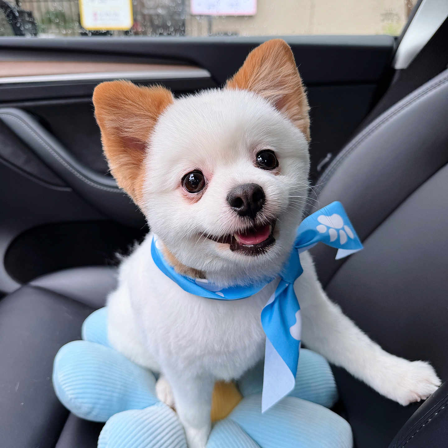 Bbingo is registered to the contest to win money with this photo: puppy, dog, blue_bandana, plush_toy, car_interior, seat, happy, pet, cute, fluffy, smiling, animal, close_up, indoor, young, small_dog, toy, blue, white, tan