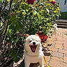 Bbingo is registered to the contest to win money with this photo: dog, white_dog, fluffy, yawning, happy, leash, flower_bed, red_flowers, white_flowers, green_leaves, sunlight, brick_path, outdoor, garden, plants, shadows, daylight, pet, small_dog, nature