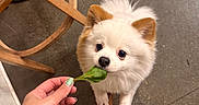 Bbingo joined the competition — help win amazing prizes! dog, pomernian, white_dog, small_dog, fluffy, leaf, hand, nail_polish, green_nails, wooden_chair, concrete_floor, pet, cute, animal, indoor, leash, nibble, curious, closeup, friendly