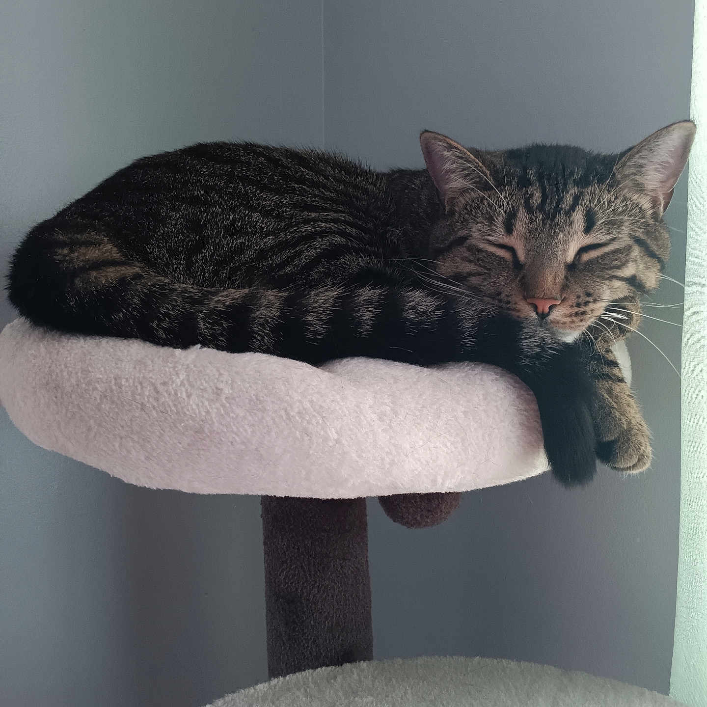 Iasiah joined the competition — help win amazing prizes! abyssinian, animal, armchair, cat, chair, couch, cushion, egyptiancat, furniture, homedecor, indoors, kitten, manx, person, pet, sleeping